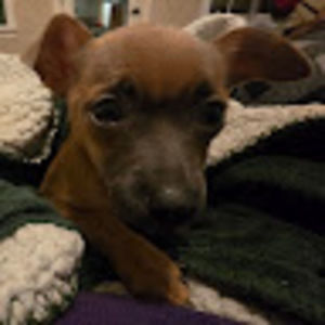 Meet your Posher, Maehem